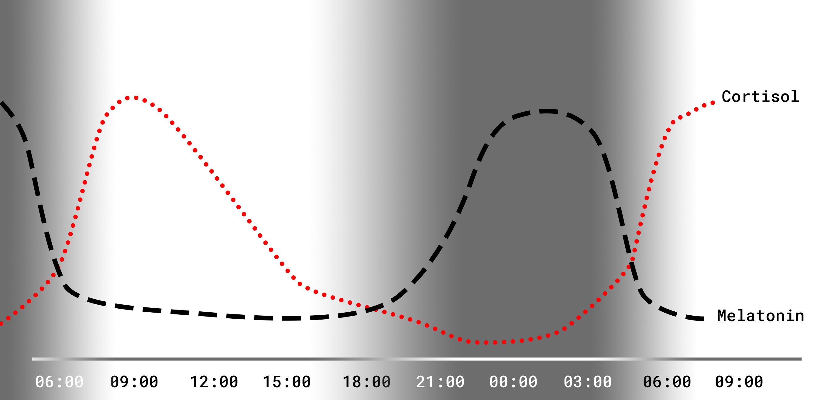 A diagram of the circadian rhythm